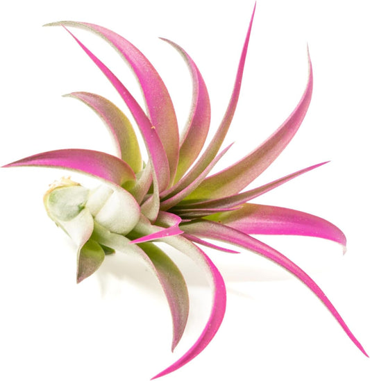 Fuchsia Colorful Tillandsia Air Plants - Long Lasting Color Enhanced Live Tillandsia Succulent