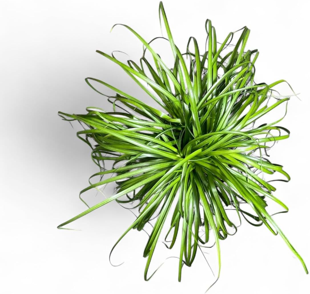 Ponytail Palm Elephant's Foot Live Plant for Indoor, Outdoor Use, 10-inch Grower Pot