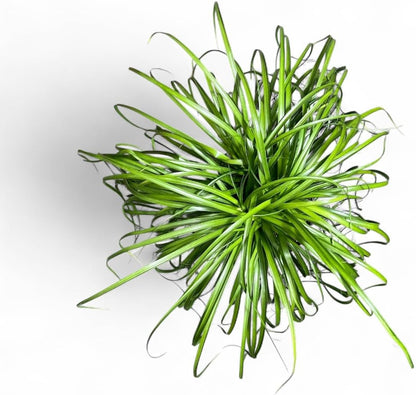 Ponytail Palm Elephant's Foot Live Plant for Indoor, Outdoor Use, 10-inch Grower Pot