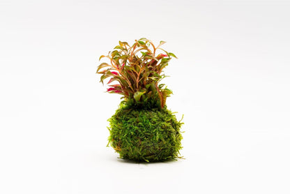 SubstrateSource Live Planted Decor - Calico Plant (Alternanthera bettzickiana ‘Red’) on Clay Moss