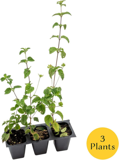 3 Lavender Lantana in 2.5” Nursery Cubes (Lantana montevidensis) | Evergreen Shrub for Hanging