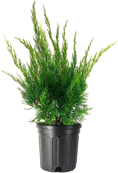 Sea Green Juniper - 2 Live Gallon Size Plants - Juniperus Chinensis - Drought Tolerant Cold Hardy