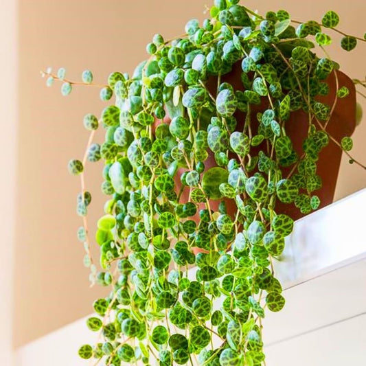 String of Turtles Plant Live, Succulent Trailing Vine, Indoor Houseplant Live in Pot
