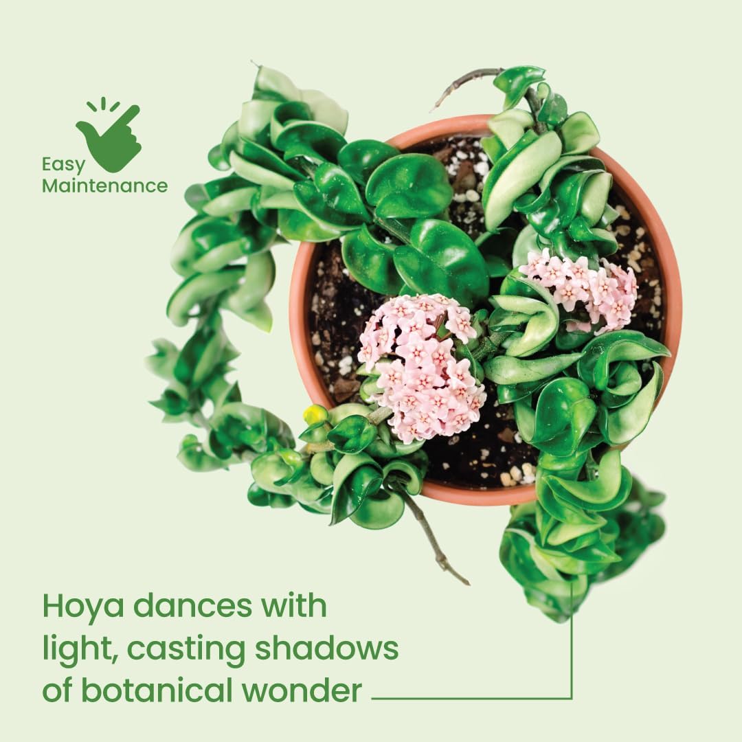 American Plant Exchange Assorted Hoya Plants – 4-Inch Pots, Pack of 3 – Live Flowering Wax Vines