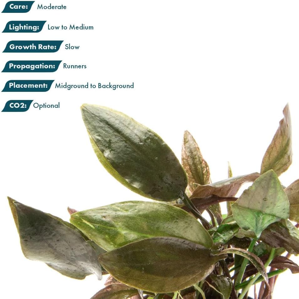 SubstrateSource Live Plants - Cryptocoryne Wendtii 'Florida Sunset' (Cryptocoryne wendtii) - Medium