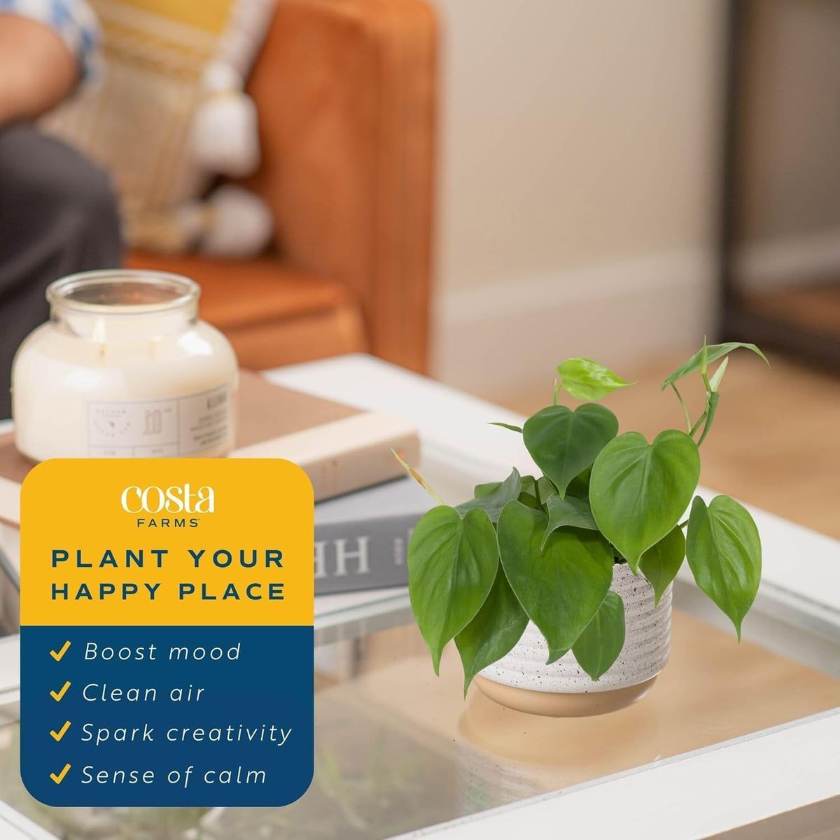 Costa Farms Philodendron Live Plant, Grower's Choice Indoor House Plant, Easy to Grow Vining