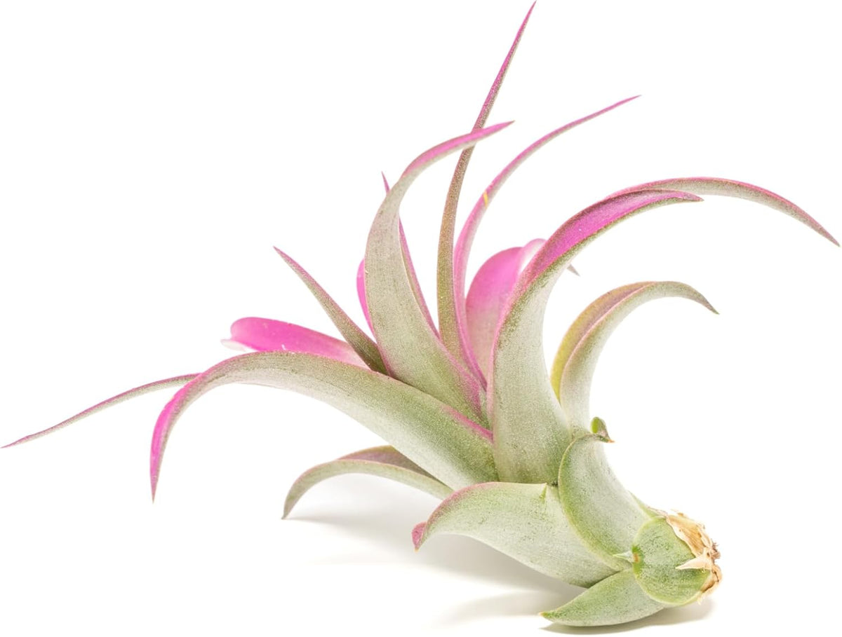 Fuchsia Colorful Tillandsia Air Plants - Long Lasting Color Enhanced Live Tillandsia Succulent