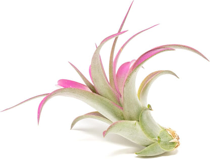 Fuchsia Colorful Tillandsia Air Plants - Long Lasting Color Enhanced Live Tillandsia Succulent