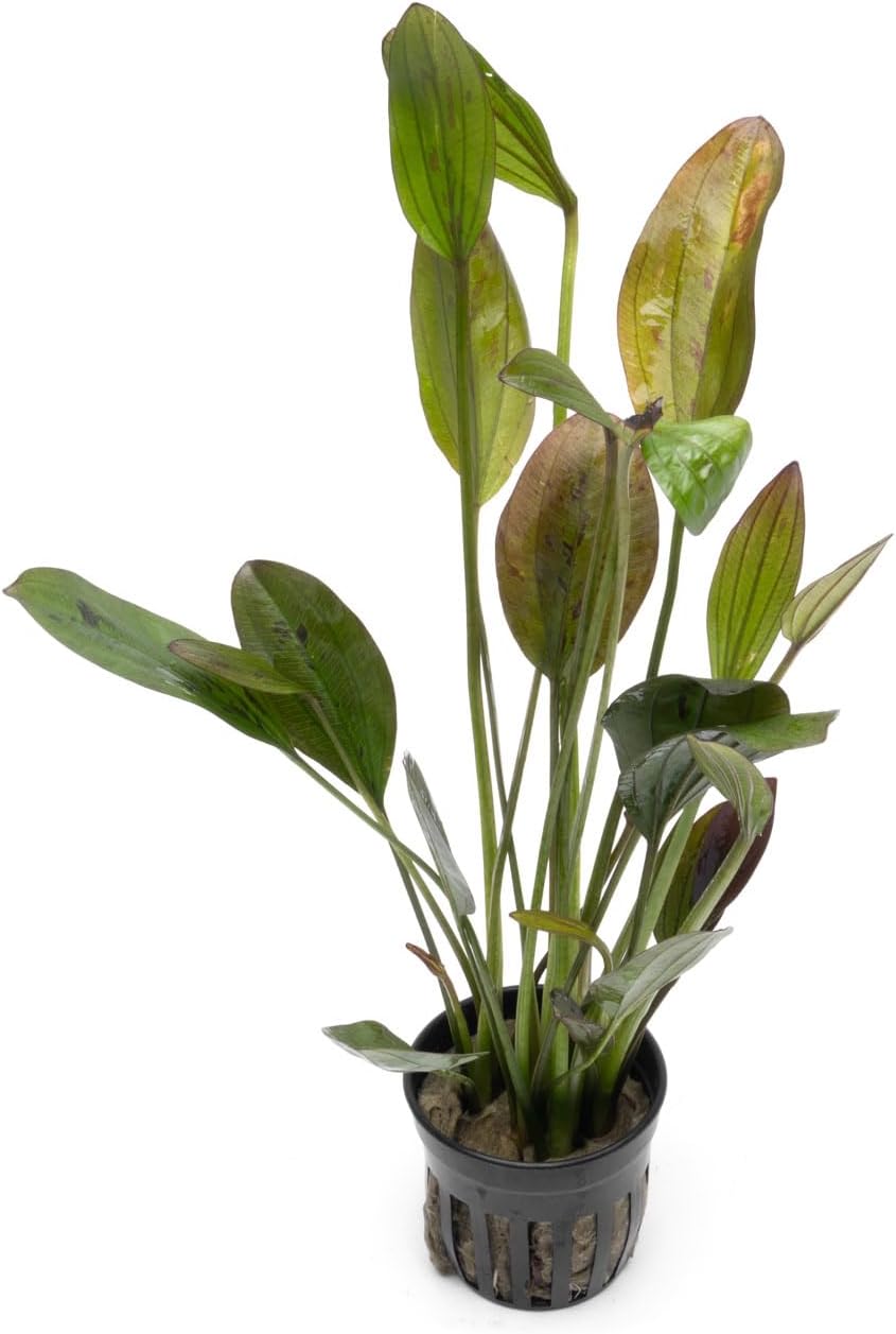 SubstrateSource Echinodorus Ozelot Green Sword Live Plant for Freshwater Aquariums, Natural Fish