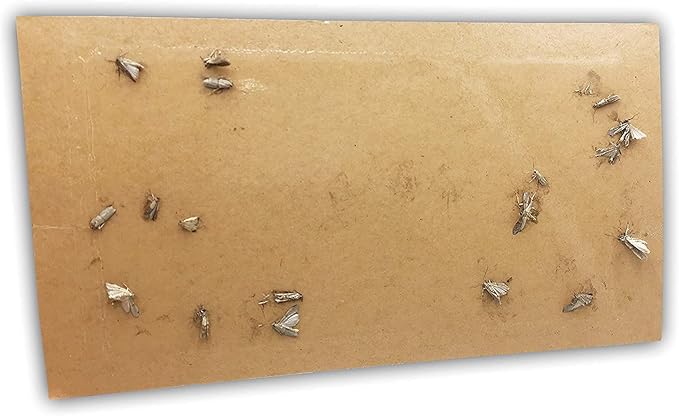 Effective and Refillable Dual Moth Pheromone Traps, Ultimate Solution to Clothes & Pantry Moth