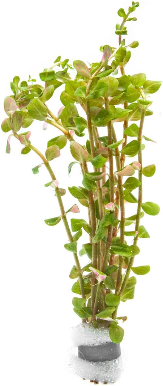 SubstrateSource Live Aquarium Stem Plants - Freshwater Aquatic Plant for Fish Tanks, Aquascaping