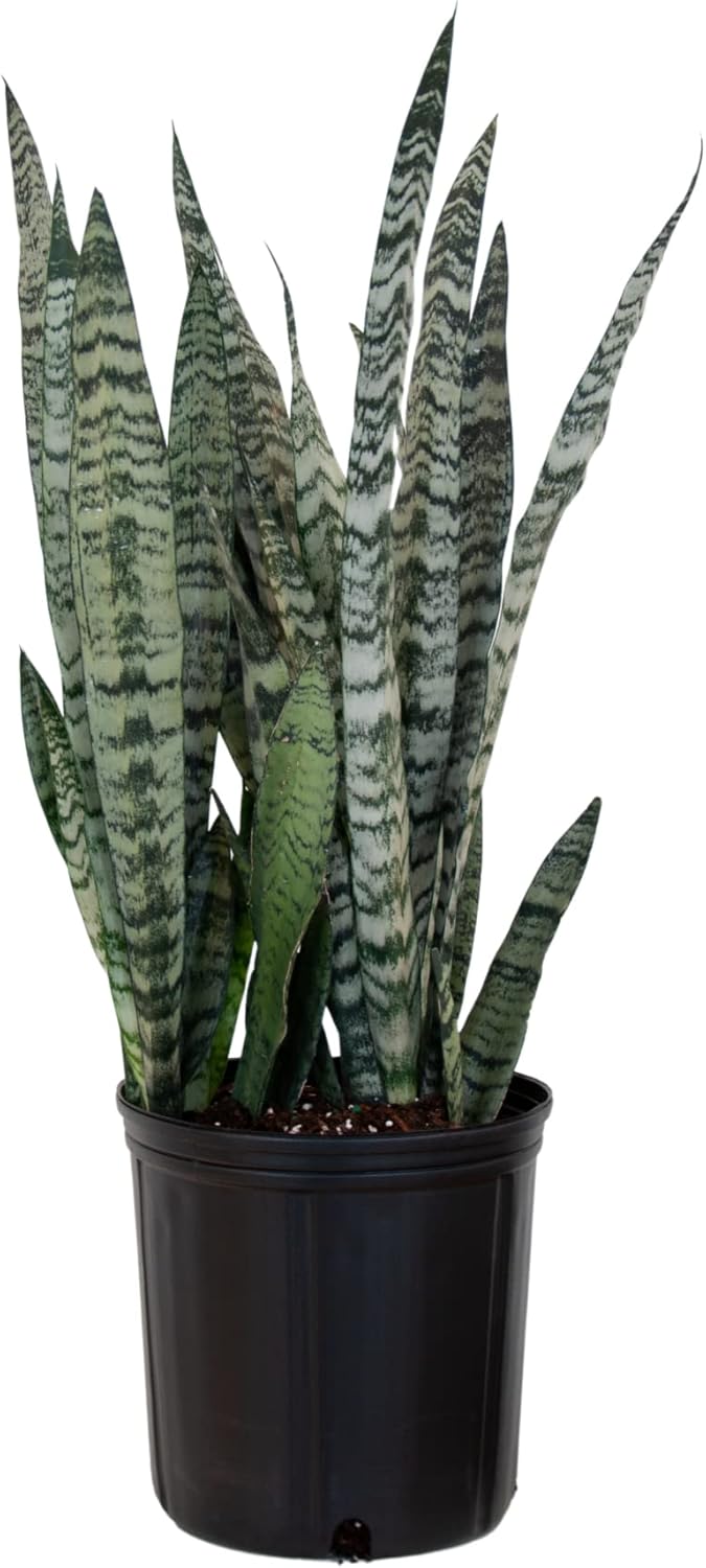 United Nursery Sansevieria Zeylanica Live Indoor Snake Plant 26-32 Shipping Size Shipped Fresh in