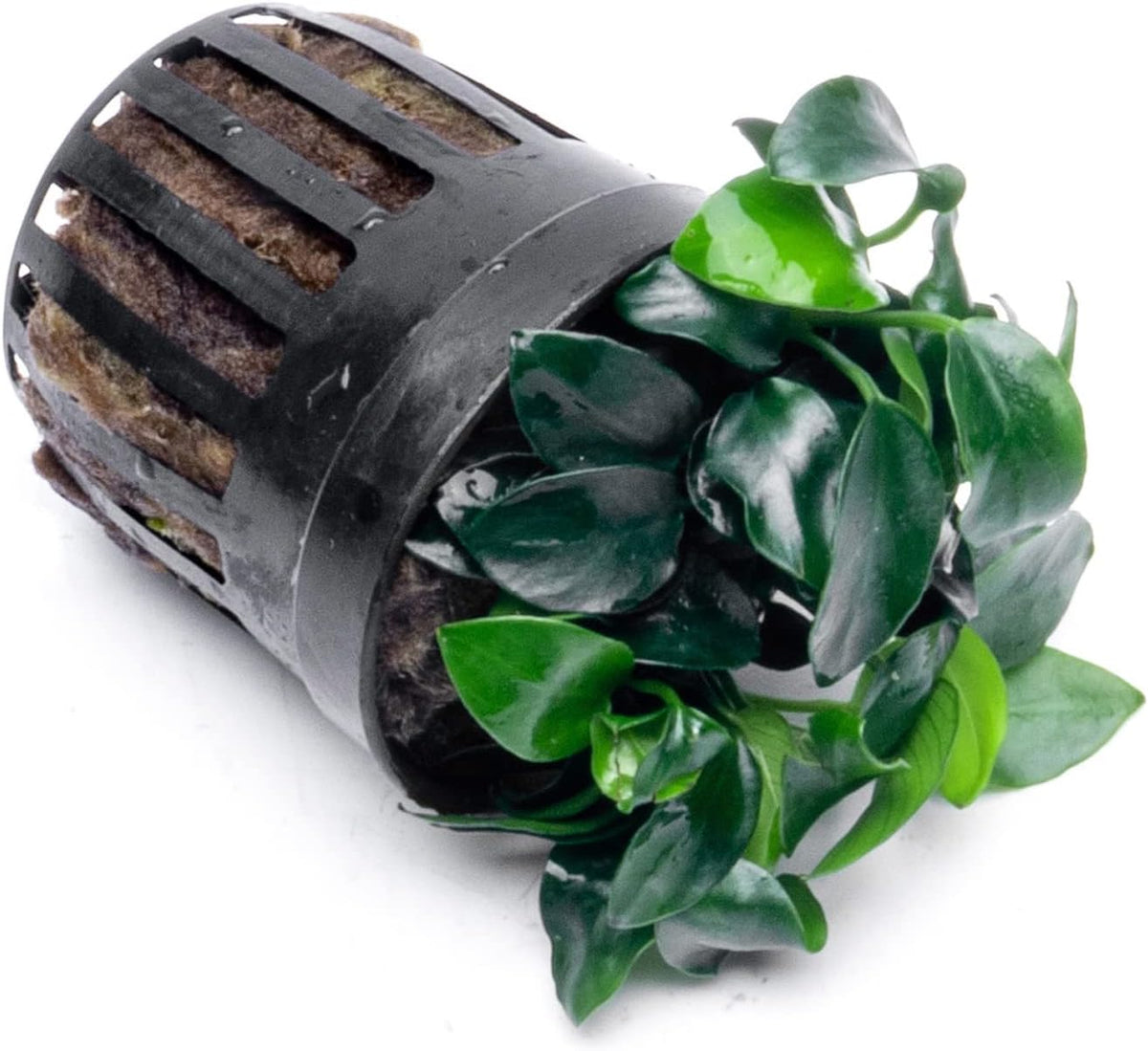SubstrateSource Anubias Live Aquarium Plants - Potted Freshwater Plant for Fish Tanks, Terrariums