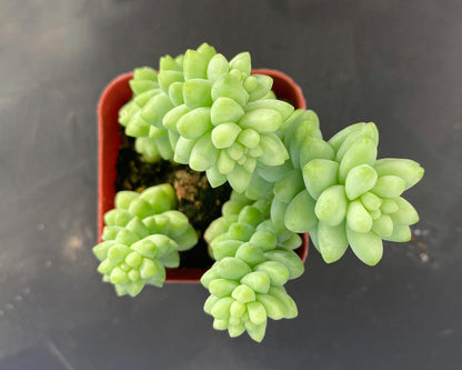 Sprout N Green Donkey's Tail, Live Sedum Morganianum-Burro's Tail, Succulent Plant Fully Rooted in