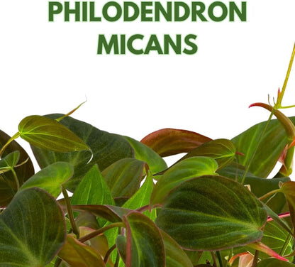 BubbleBlooms Philodendron Micans Hederaceum in a 4 inch Pot Heart-Leaf Philo, Sweetheart Plant