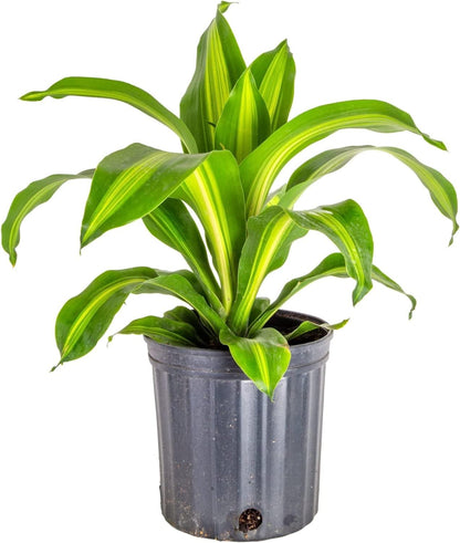 GARDENERA Premium Dracaena Potting Soil Mix - (2 Quart Bag)