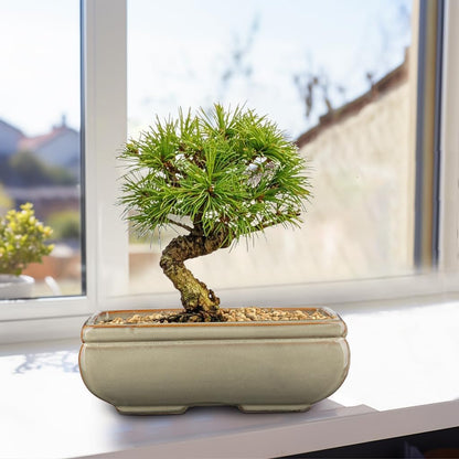 Ceramic Bonsai Pots with Drainage Hole, Set of 2 Rectangular Glazed Bonsai Planters for