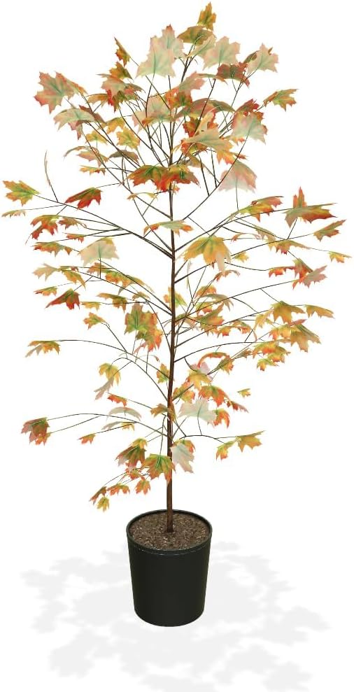 Brighter Blooms - Autumn Blaze Maple Tree, 6-7ft - Two Best Maples in One Tree - No Shipping to AZ