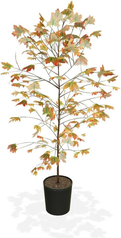 Brighter Blooms - Autumn Blaze Maple Tree, 6-7ft - Two Best Maples in One Tree - No Shipping to AZ