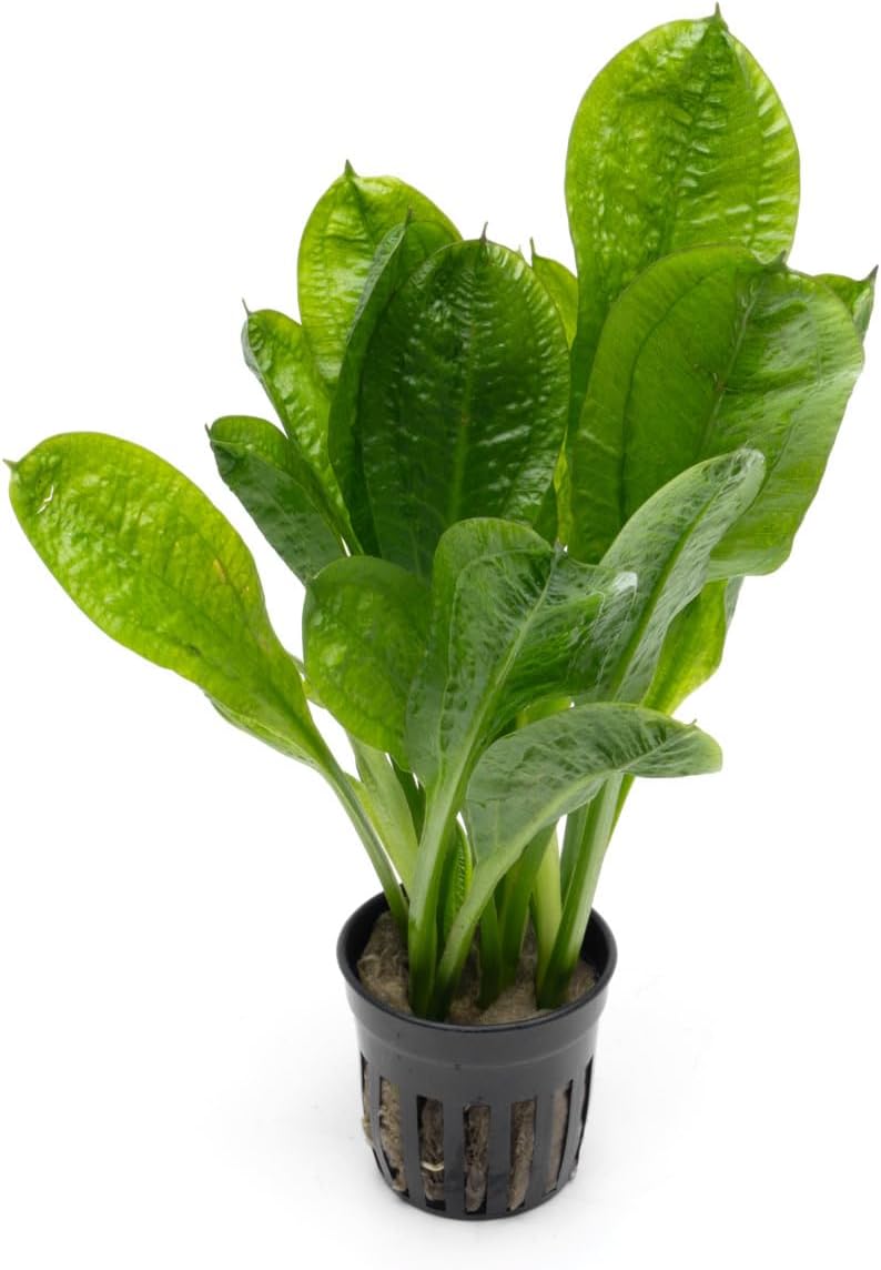 SubstrateSource Echinodorus Parviflorus Rosette Sword Live Plant for Freshwater Aquariums, Natural