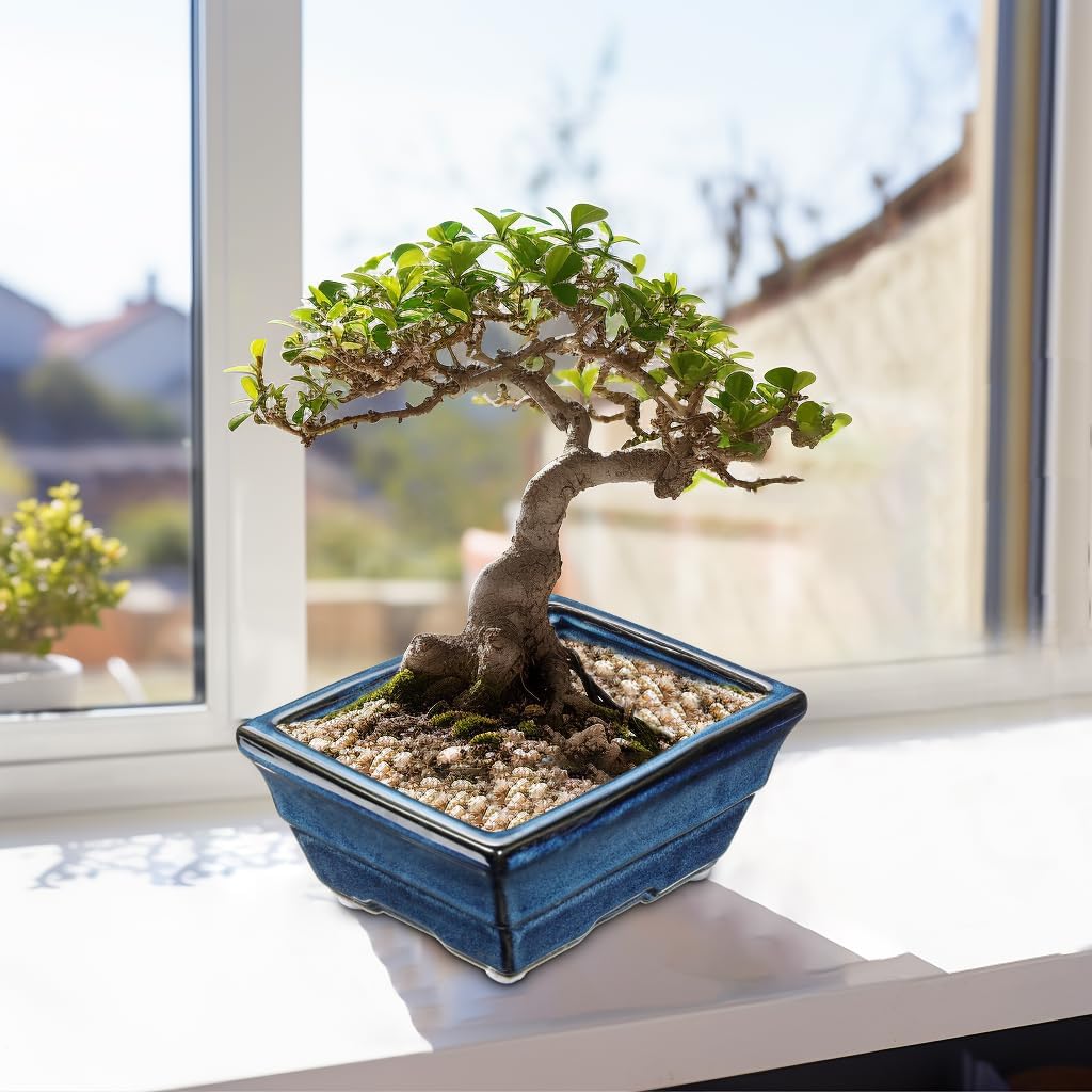 Blue Glazed Ceramic Bonsai Tree Pots with Drainage Hole, Set of 2 Rectangular Bonsai Pots Planters