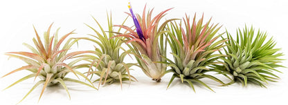 12 Pack Air Plants Ionantha Mexican-Colors and Shape Varies Due to Seasonality-Live Tillandsia