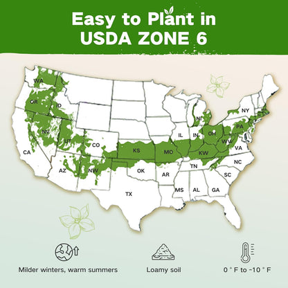 Lush&Dew Year-Round USDA Zone 6 Heirloom Survival Seed Kit, 32 Varieties 32,000+ Seeds for Planting