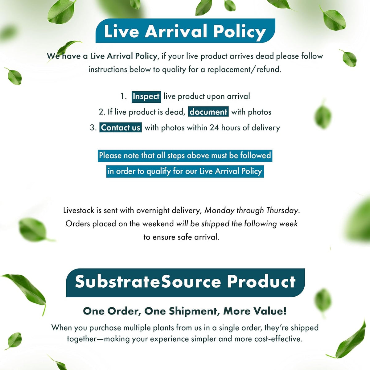 SubstrateSource Live Plant - Purple Bacopa (Bacopa salzmannii) - Moderate Care, Moderate to High