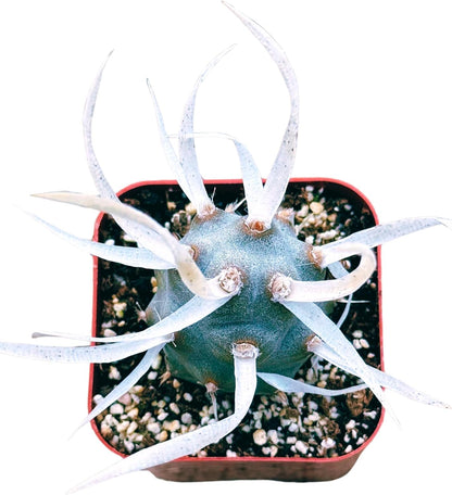 Succulents Plants Live 2inch Live Mini Succulent Plants, Easy Care House Plants Rooted in Succulent