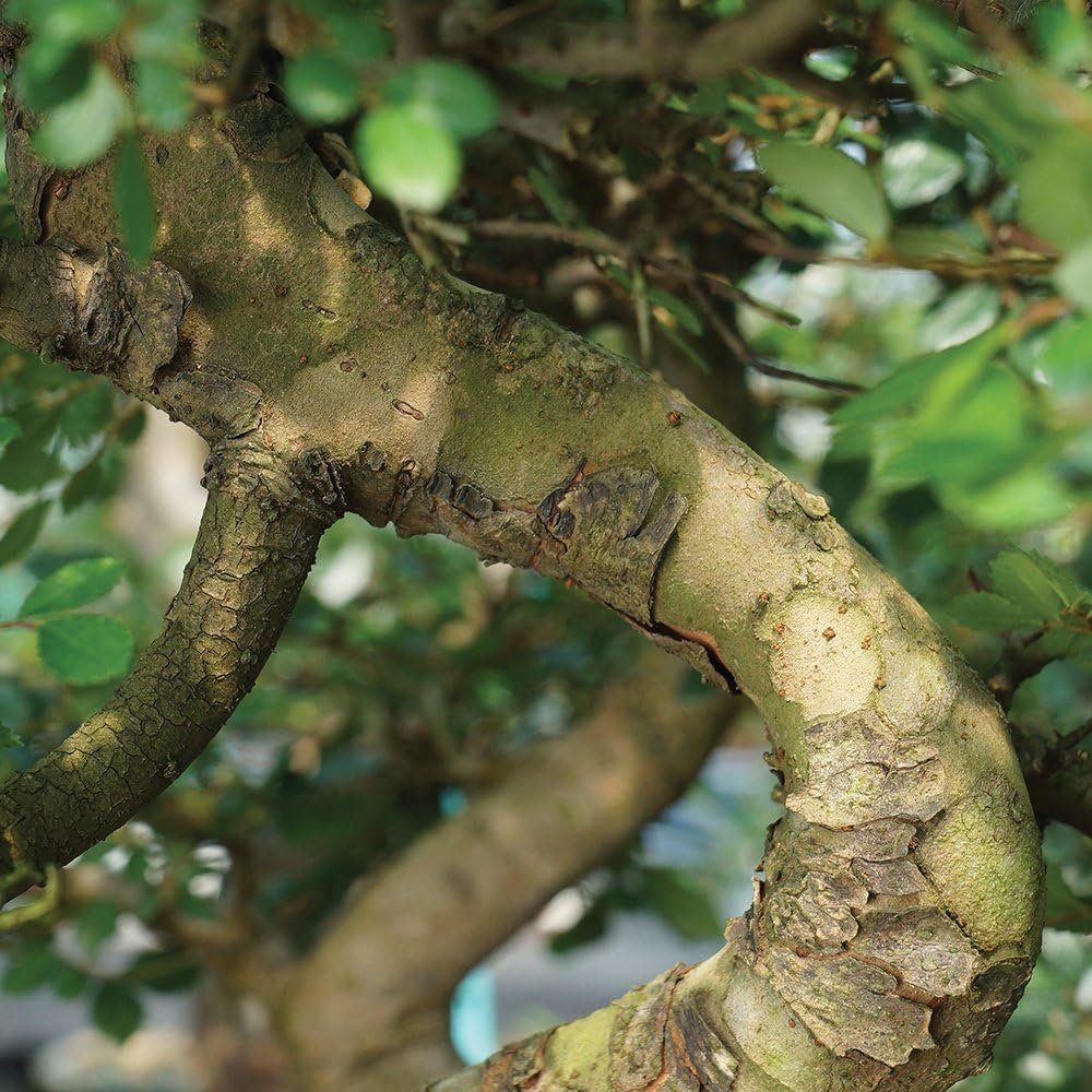 Brussel's Bonsai Live Chinese Elm Bonsai Outdoor Tree Gift Bundle - Small Bonsai Tree - Bonsai Kit