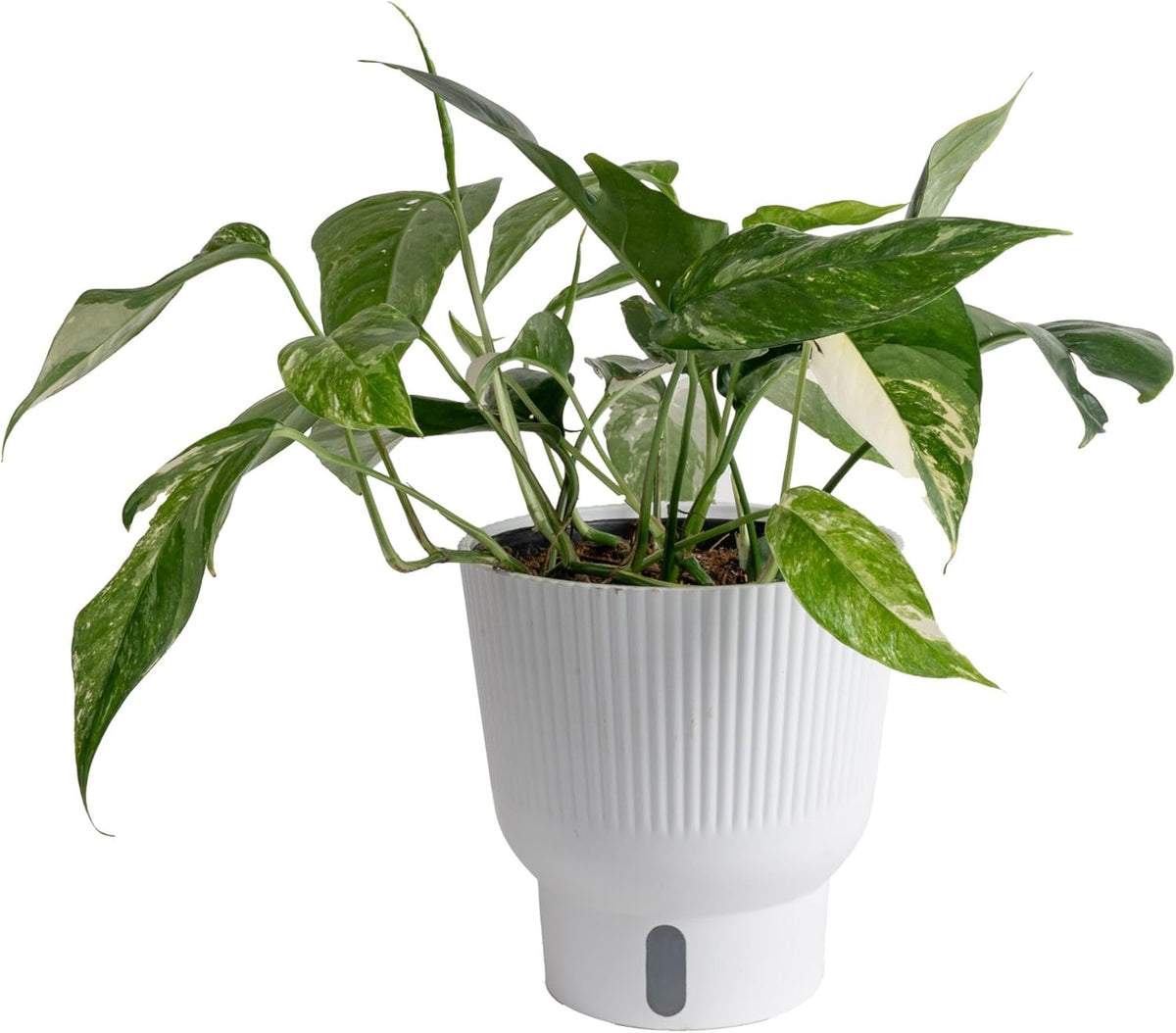 Costa Farms Albo Pothos Live Plant | Easy to Grow Trailing or Climbing Vine Houseplant | 1 Foot
