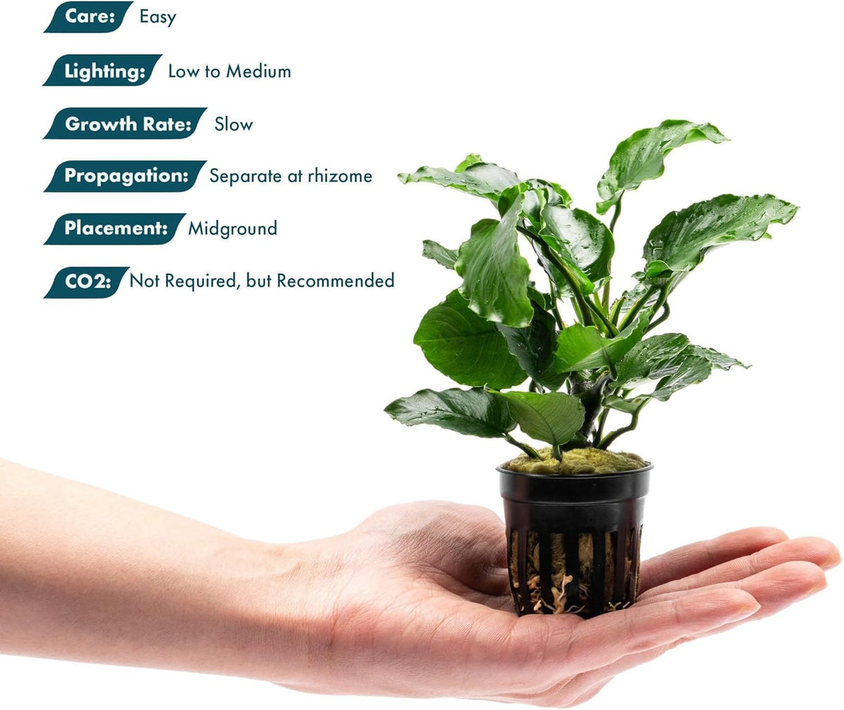SubstrateSource Live Jungle Plants - Anubias Emerald Bloom (Anubias barteri) - Compact Epiphytic