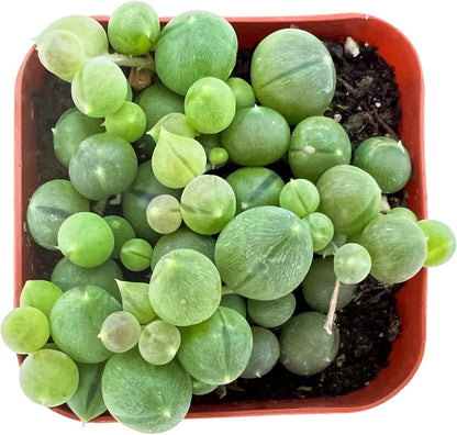 Sprout N Green Live Mini Succulent Plant, 2in String of Pearls, 1 Pack Rare Fully Rooted in Pot