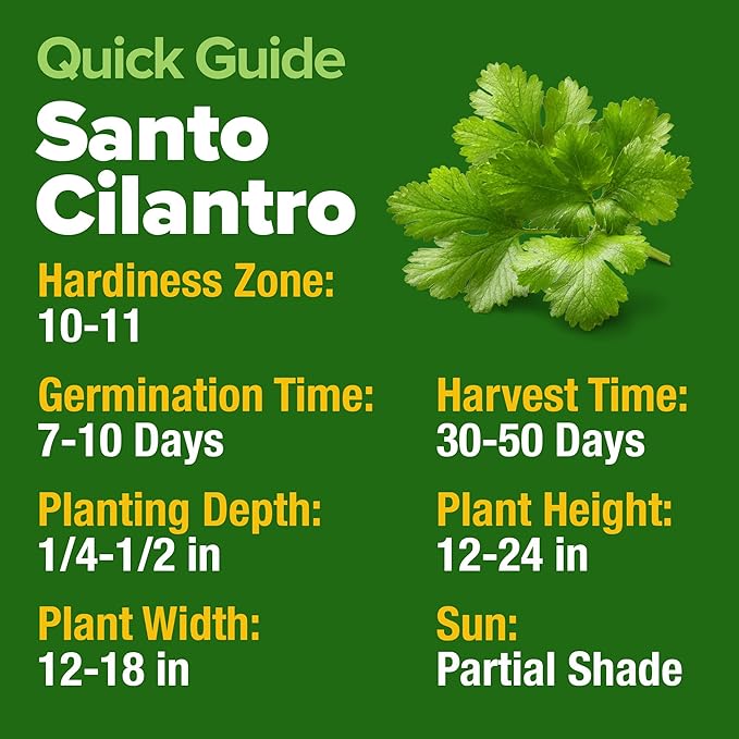 HOME GROWN 𝗨𝗦𝗔 𝗣𝗥𝗘𝗠𝗜𝗨𝗠 500+ Cilantro Seeds (Fast Growing) 𝗡𝗢𝗡-𝗚𝗠𝗢 Heirloom