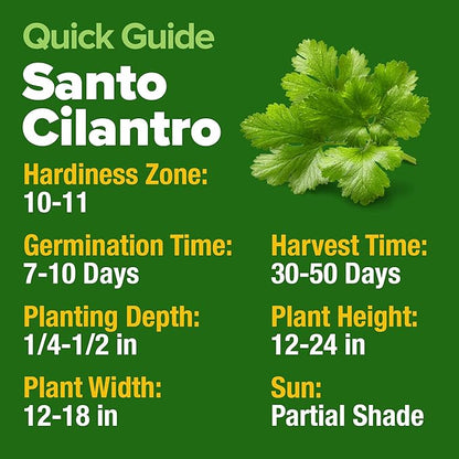 HOME GROWN 𝗨𝗦𝗔 𝗣𝗥𝗘𝗠𝗜𝗨𝗠 500+ Cilantro Seeds (Fast Growing) 𝗡𝗢𝗡-𝗚𝗠𝗢 Heirloom