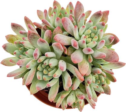 Live Succulent Plants Echeveria 'Blue Apples', Easy Care Potted Succulents, Approx 4" D x 4" H