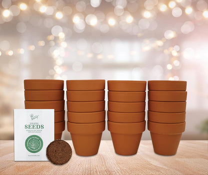 BUZZY Seeds Spruce Terracotta Mini Grow Pots – Indoor Tree Starter Kit Bulk 20-Pack – DIY Planting