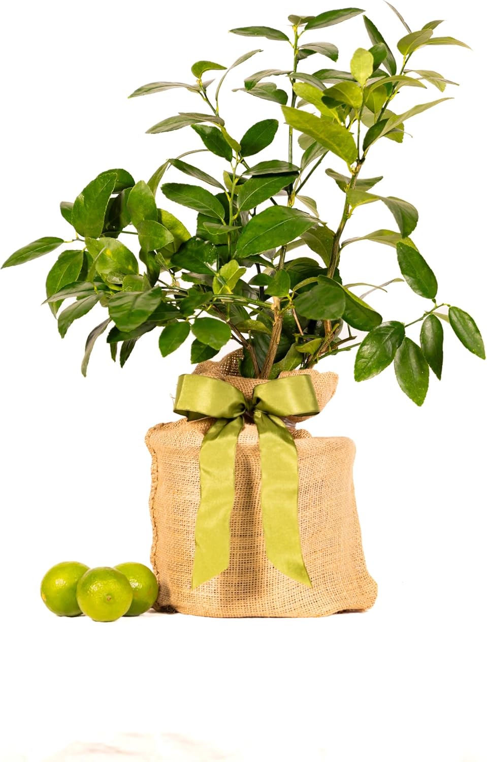 Sympathy Persian Lime Gift Tree, Lime Tree, Easy to Grow, Indoor/Outdoor, Live Plant, Lasting