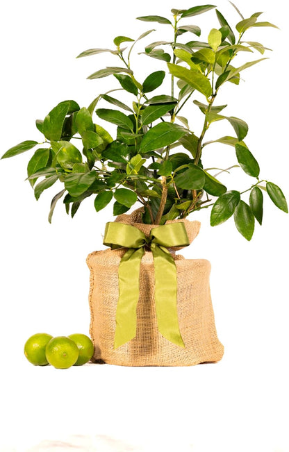 Sympathy Persian Lime Gift Tree, Lime Tree, Easy to Grow, Indoor/Outdoor, Live Plant, Lasting