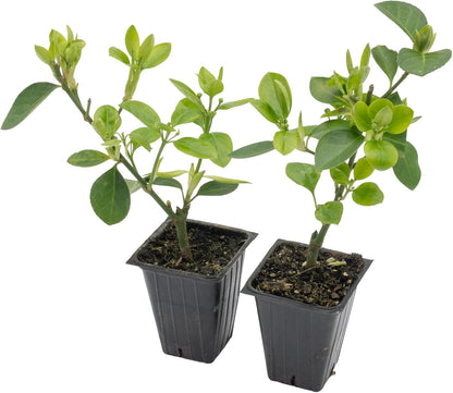 2 Live Manhattan Euonymus Plants (Euonymus Kiautschovicus ‘Manhattan’) – Evergreen Shrub for