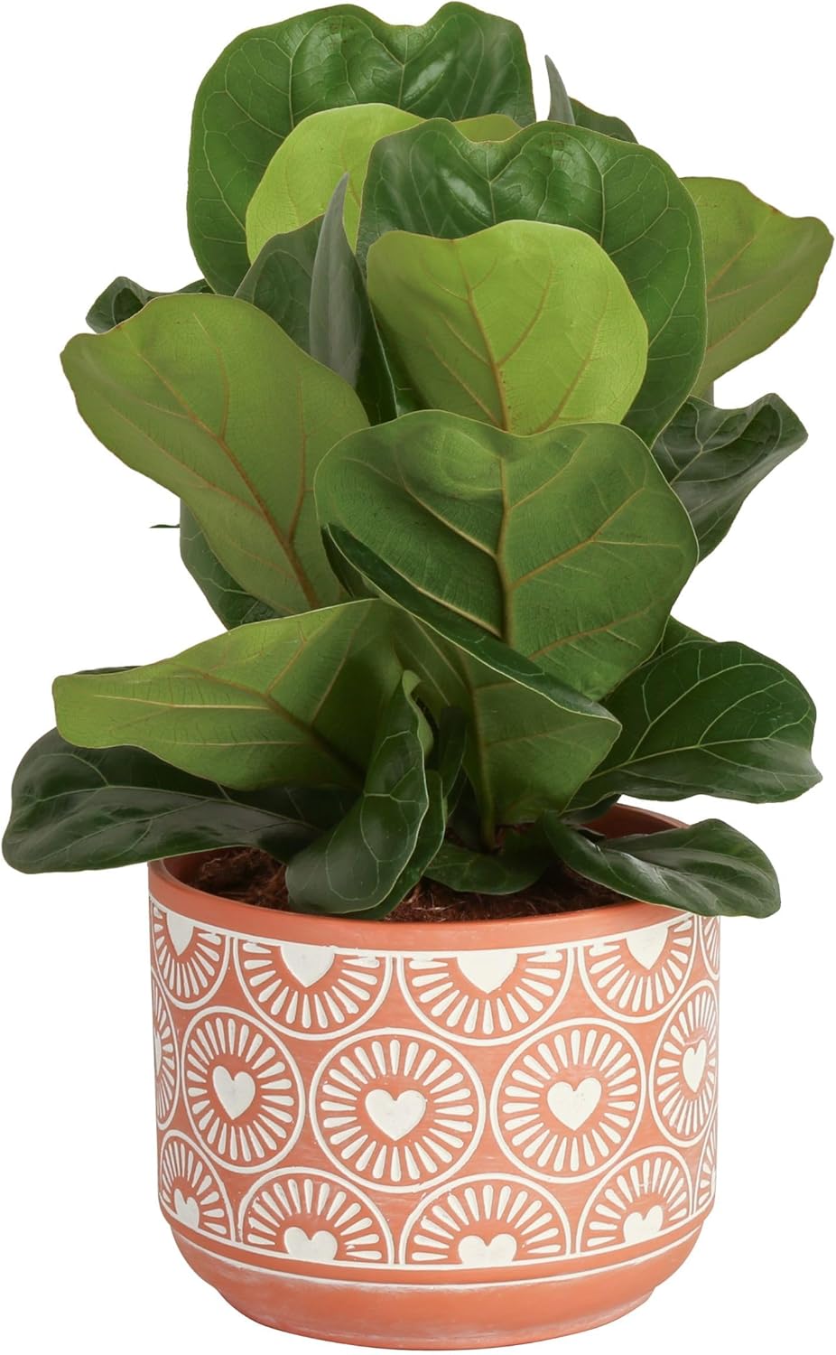 Costa Farms Fiddle Leaf Fig Tree Live Plant, Little Ficus Indoor Plant in Modern Decor Planter
