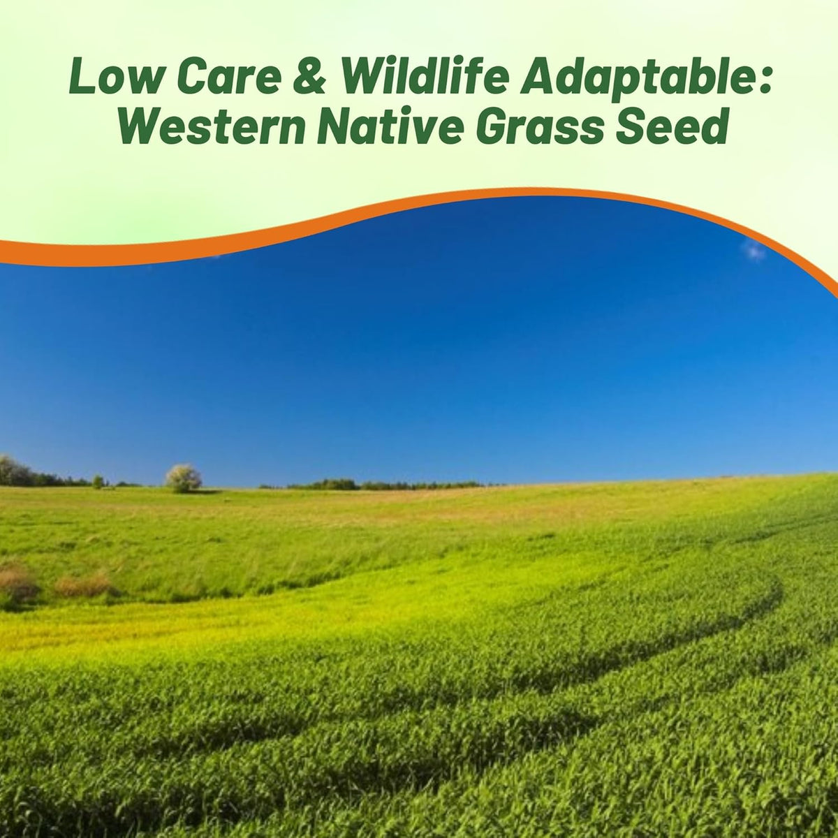 Outsidepride Western Native Grass Seed Mix - 1 lb. Perennial Blend of Warm & Cool Season, Drought