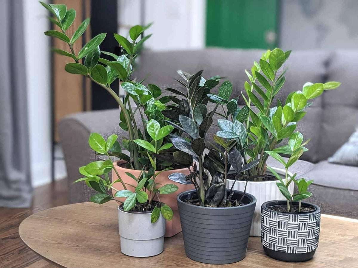 Gardenera Premium ZZ Plant Ultra-Performance Potting Mix - Proven Formula for Thriving Zamioculcas