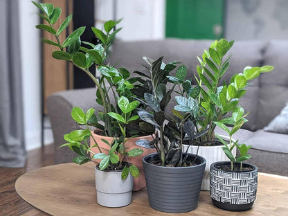 Gardenera Premium ZZ Plant Ultra-Performance Potting Mix - Proven Formula for Thriving Zamioculcas