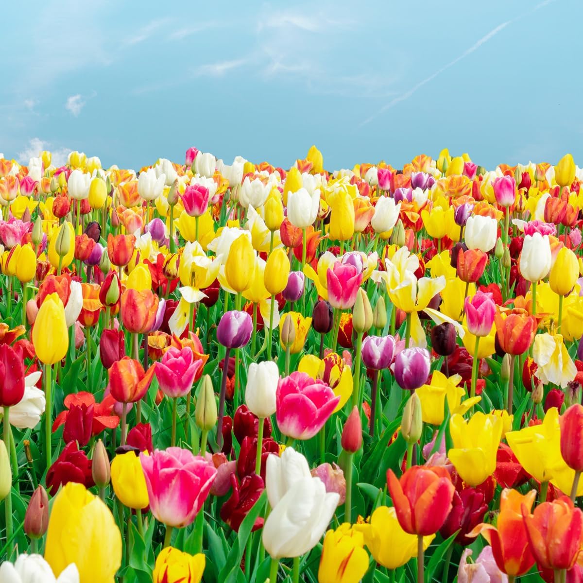 100-Pack Mixed Tulip Flower Bulbs – Bulk Pack of Colorful Tulips for Spring Blooms – Easy Fall