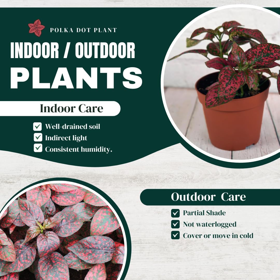 Polka Dot Plant (4-Pack) - Live Houseplants, Small Indoor Plants, Hypoestes Red - Colorful