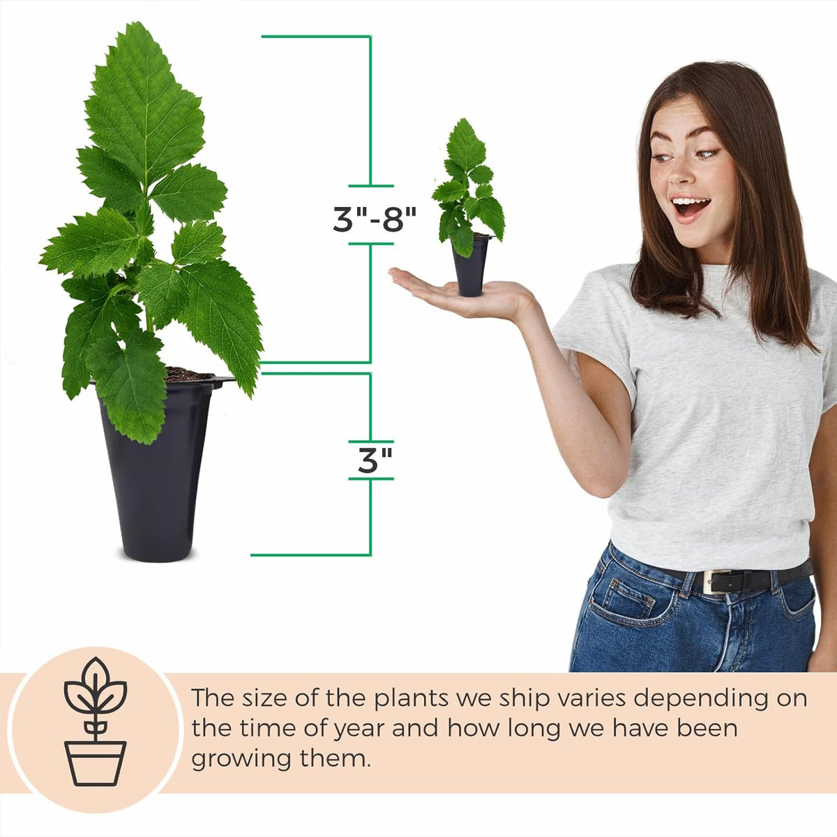 BlackBerry Plants Sweetie Pie (4 Pack) Live for Sale | Easy to Grow Plants | Edible Fruit Plant for
