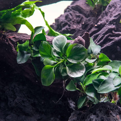 SubstrateSource Anubias Live Aquarium Plants - Potted Freshwater Plant for Fish Tanks, Terrariums