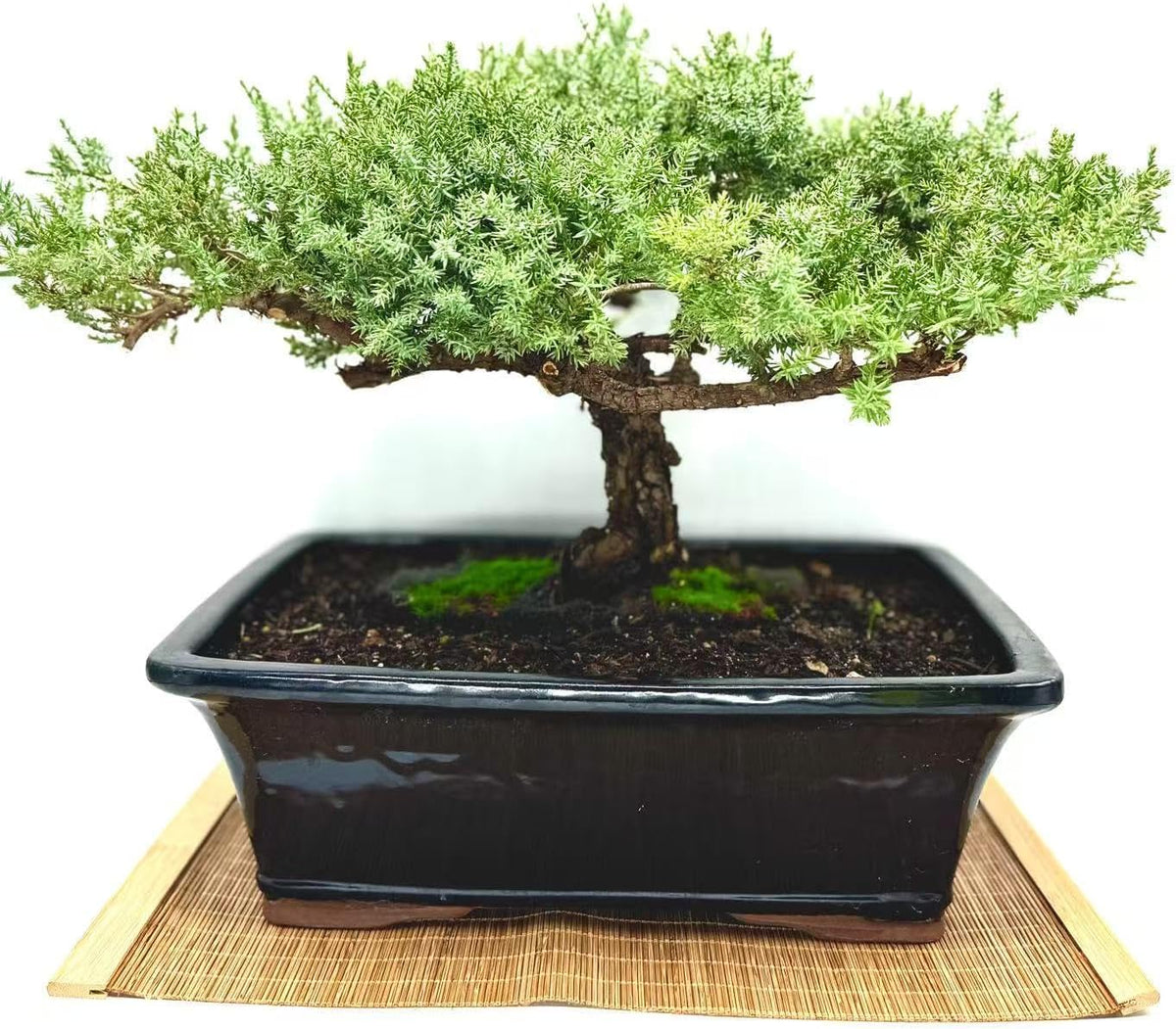 Live Dwarf Juniper Bonsai Tree 15+Years Old | Juniper or Jade Bonsai Tree | Indoor/Outdoor | 100%