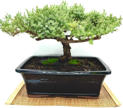 Live Dwarf Juniper Bonsai Tree 15+Years Old | Juniper or Jade Bonsai Tree | Indoor/Outdoor | 100%
